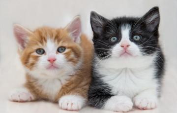 Wallpaper White Look Cats Pose Kitty Background Black And