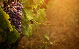 Grape Vine Wallpaper