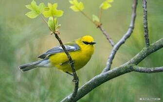 Animal Wallpaper Microsoft Exquisite Pictures
