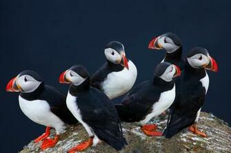 Evanescent Light Puffins And Penguins