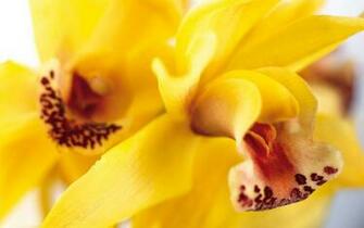 Yellow Flower Pictures Full HD