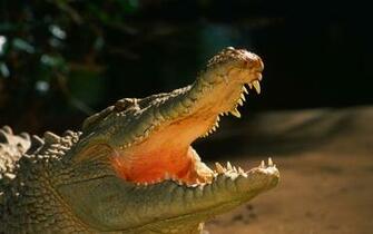 Alligator Computer Wallpaper Desktop Background