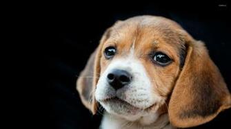 Beagle Puppy Wallpaper Animal