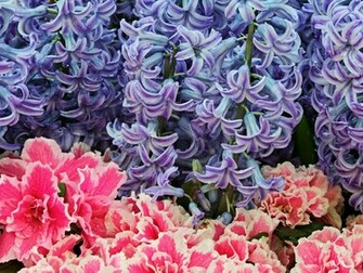 Hq Hyacinth Flowers Wallpaper