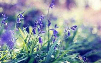 Purple Spring Flowers Desktop Pc And Mac Wallpaper