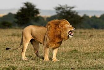 Lion Roar Side Wallpaper