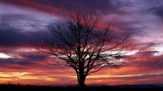 Wallpaper Background Purple Swirls Cool Background Tree