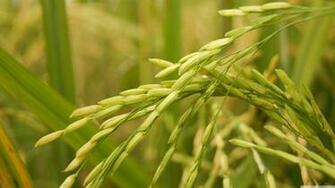 Golden Rice 4k HD Desktop Wallpaper For Ultra Tv Wide
