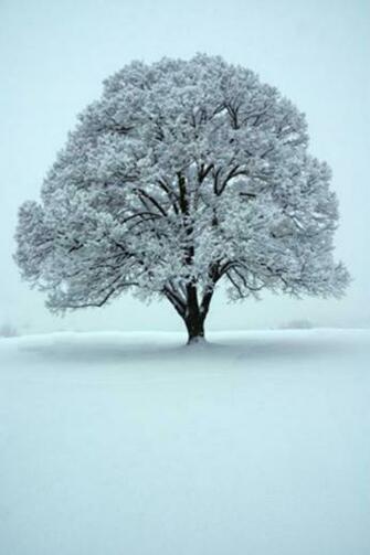 iPhone Wallpaper Winter Desktop Background