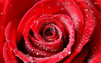Water Drops Background Pictures Chillcover Rose With