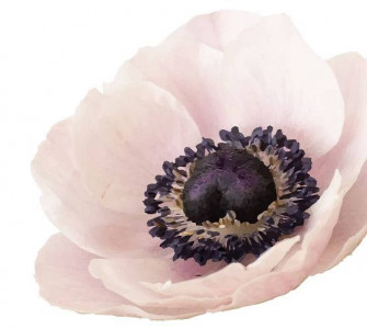 Anemone Flower Wallpaper