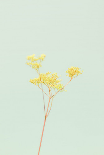 Yellow Wallpaper HD Hq