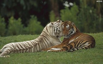 Wallpaper Tigers Search Designs Papel
