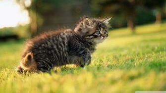 Cute Fluffy Kitten Wallpaper HD Res