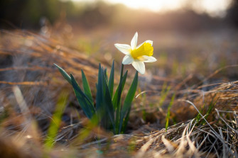 Narcissus Flower Pictures Image