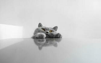 Funny Cat Desktop Wallpaper