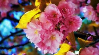 HD Wallpaper High Definition Quality Desktop
