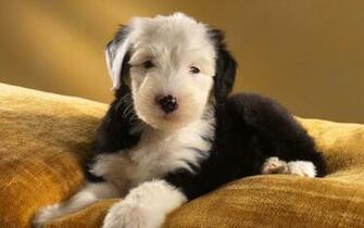 Old English Sheepdog Wallpaper