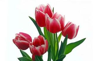 Gorgious Tulips HD Wallpaper And Drop A Comment About Our Post