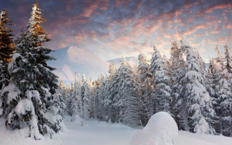 Winter Forest Wallpaper