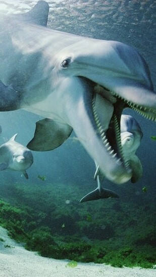 Dolphin Underwater Wallpaper