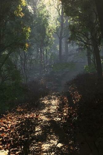 Forest For The Trees iPhone HD Wallpaper