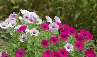 Shocking Pink Flowers Flower Wallpaper Bloom