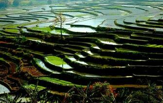 Wallpaper Nature Water China Vegetation Rice Paddies Rizi Res