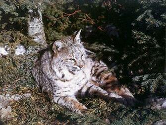 Best Animal Bobcat Wallpaper Wallpaperlikjen Create