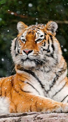 Snow Tiger Best Htc One Wallpaper And Easy To