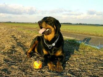 Rottweiler Playing Wallpaper Pictures