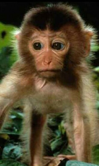 Cute Baby Monkey Pictures Smiling