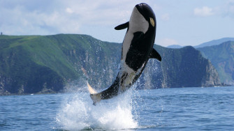 Orca Whale Wallpaper