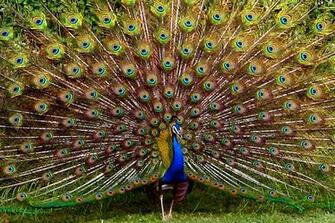 Peacock Feather Wallpaper Funny Animal