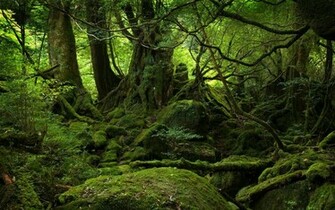 Lush Green Forest Desktop Wallpaper