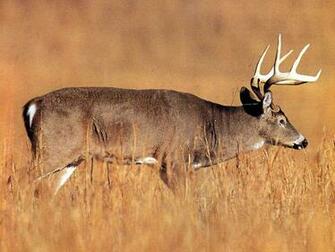 High Definition Photo And Wallpaper Deer