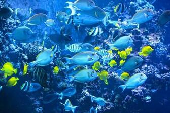 Beautiful Marine Fish While Snorkel Snorkelling Scuba Dive Diving Off