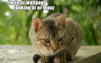 Cats Lolcat Wallpaper Wallpoper