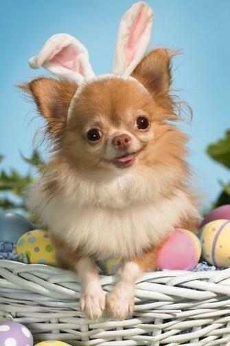 Easter Browser Themes Desktop Wallpaper iPhone