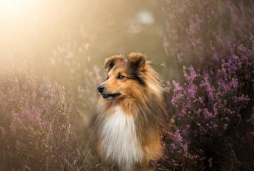 Shetland Sheepdog 4k Ultra HD Wallpaper Background Image