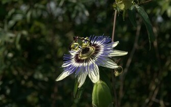 Photo Passion Flower Photos World Wallpaper Passiflora
