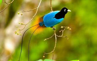 Wallpaper Birds Of Paradise