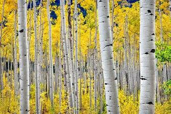 Aspen Tree Quakingaspen Trees Wallpaper