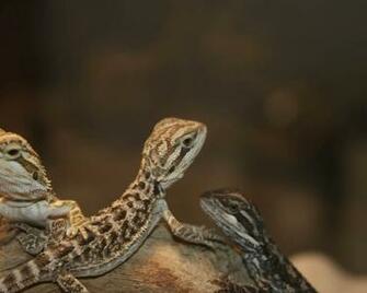Bearded Dragon Juvies Wallpaper