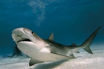 Super High Resolution And Clarity Image Photos Wallpaper Scienaries