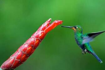 HD Wallpaper Screensaver Background