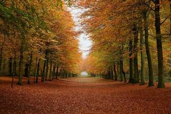 Autumn Forest Photos Wallpaper Desktop Background
