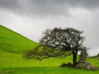 Lone Oak Desktop Pc And Mac Wallpaper