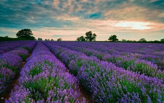 Purple Fields Of Lavender Wallpaper