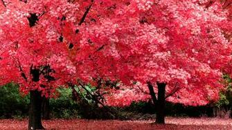 Beautiful Trees With Pink Leaves Nature HD Wallpaper